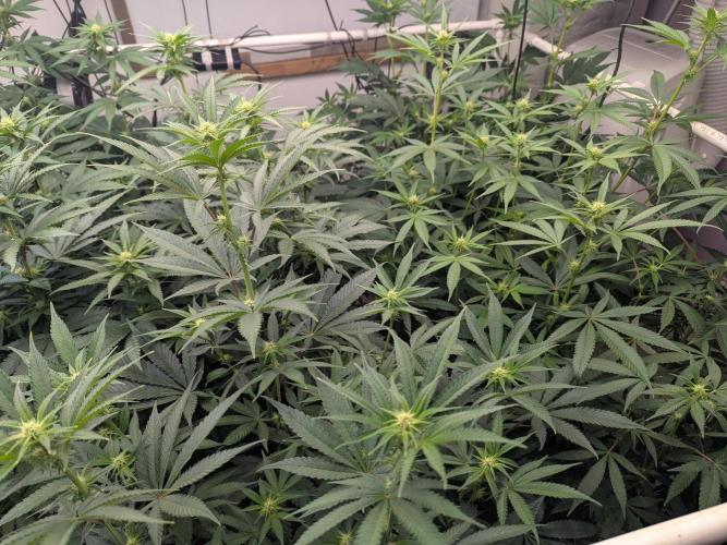 Cartier crops / Dj short Blueberry. Week 10