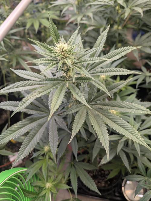 Soldier Fx3. Week 10 - There are some winners 