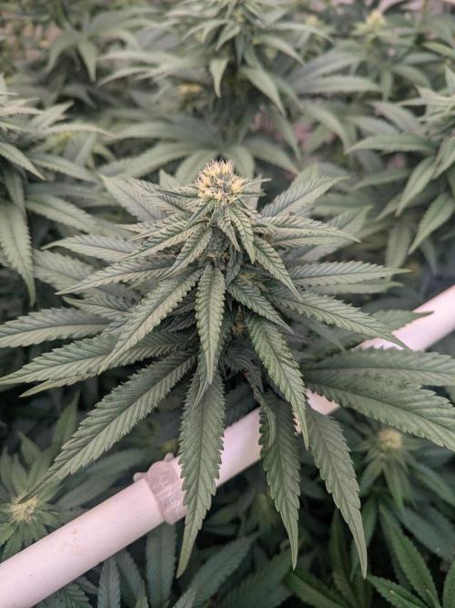 Soldier Fx3. Week 10 - Fat and smelly