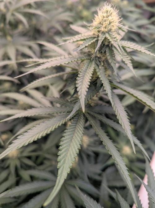 Soldier Fx3. Week 10 - Stacking nicely