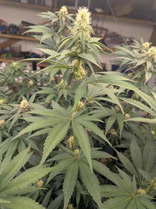 Last Boof. Week 10 - Boofs are boofing