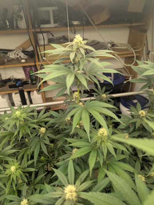 Last Boof. Week 10 - Some purples