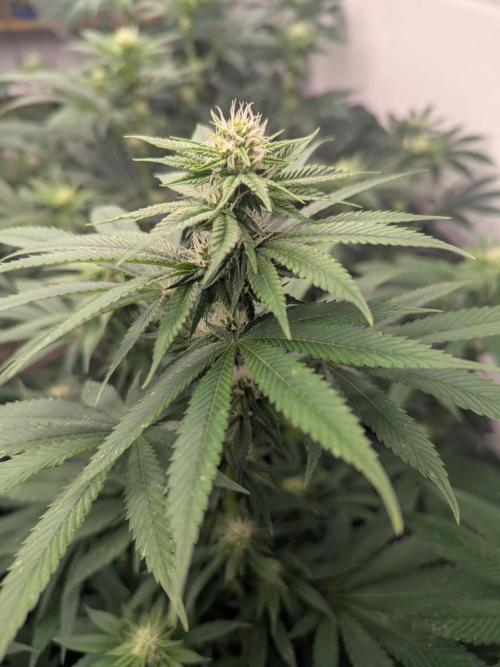 Last Boof. Week 10 - Happy life