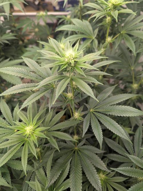 Choka-Cola x AJ Sour. Week 10 - Hopping and popping 