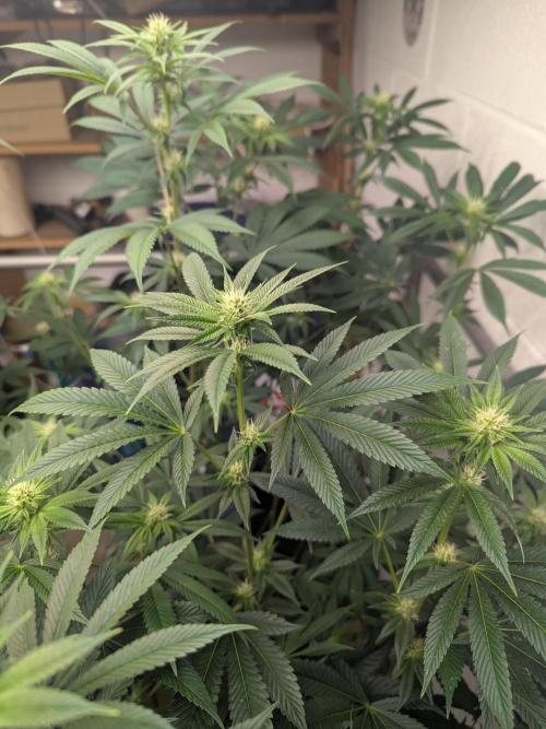 Choka-Cola x AJ Sour. Week 10 - Happy daze