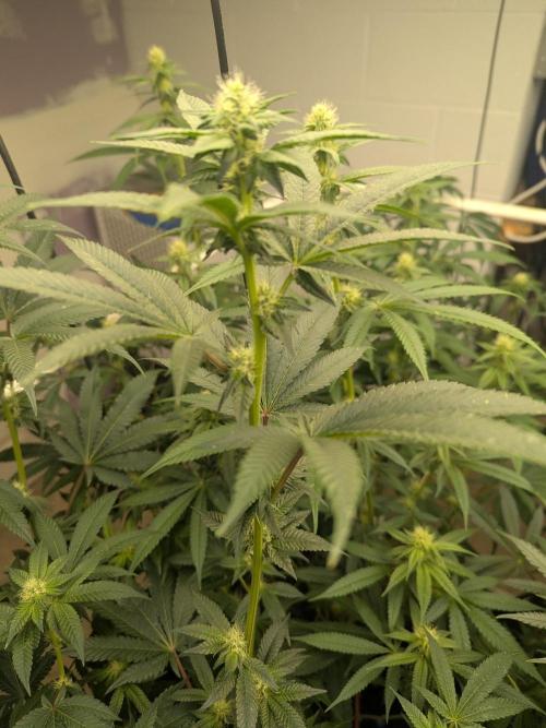 Choka-Cola x AJ Sour. Week 10 - They are strong