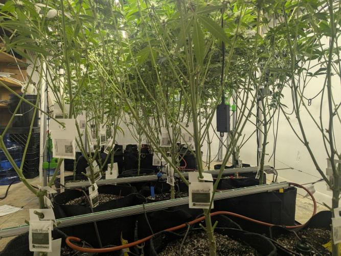 Choka-Cola x AJ Sour. Week 10 - Legs