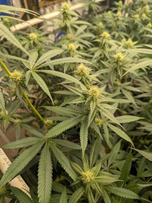 Cartier crops / Dj short Blueberry. Week 11 - Blue