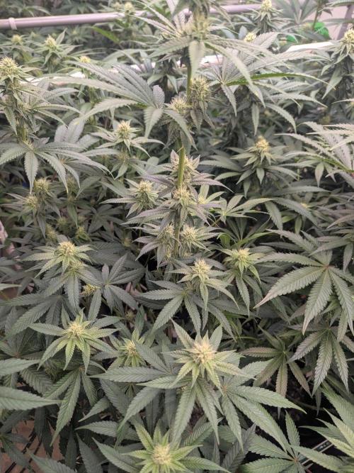 Cartier crops / Dj short Blueberry. Week 11 - Berry 