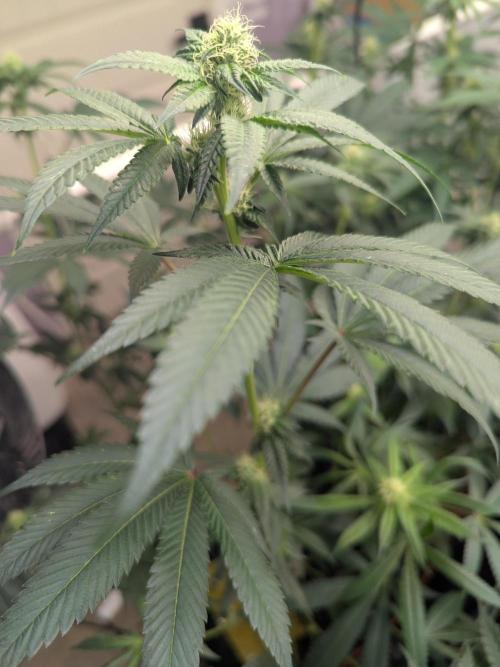 Cartier crops / Dj short Blueberry. Week 11 - Coming along 