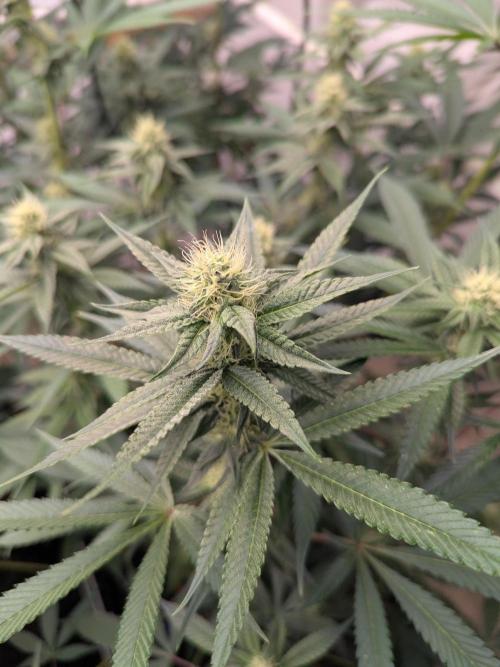 Cartier crops / Dj short Blueberry. Week 11 - Co2