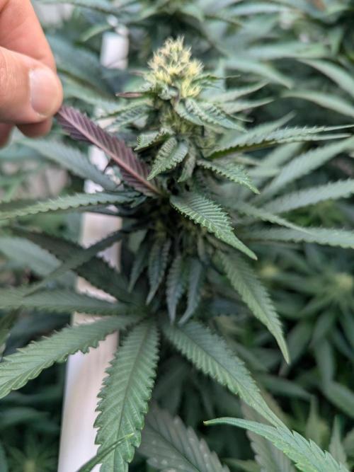 Soldier Fx3. Week 10 - When they are good, they are really good 