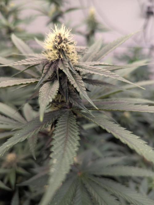 Last Boof. Week 10 - Boofing