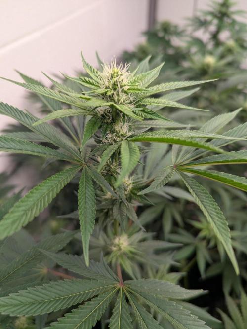 Choka-Cola x AJ Sour. Week 10 - Slow and steady 