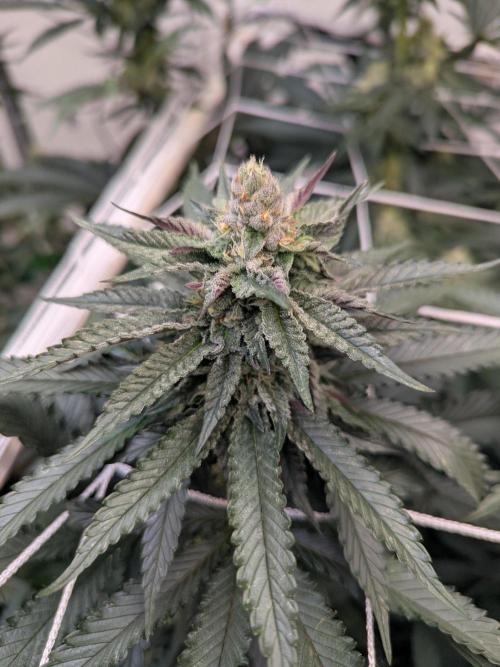 Soldier Fx3. Week 11 - 30 days, so fat