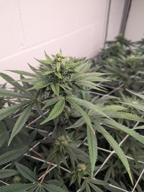 Choka-Cola x AJ Sour. Week 11 - She slow