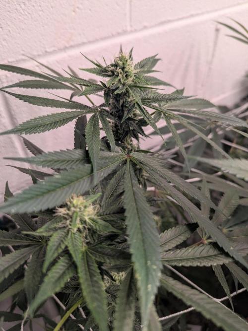 Choka-Cola x AJ Sour. Week 11 - Slower