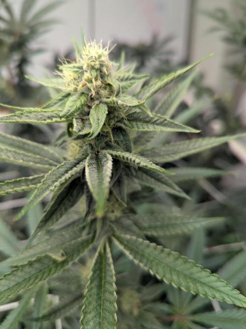 Cartier crops / Dj short Blueberry. Week 12 - The nose , knows 