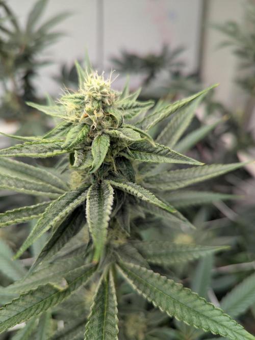 Cartier crops / Dj short Blueberry. Week 12 - Keeper ? 