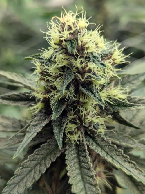 Last Boof. Week 11 - Boofie