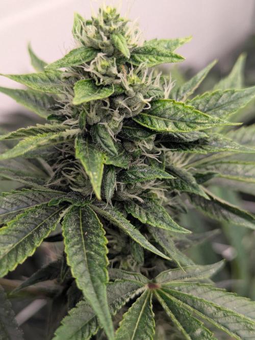 Choka-Cola x AJ Sour. Week 11 - Slow, these are kind of late bloomers