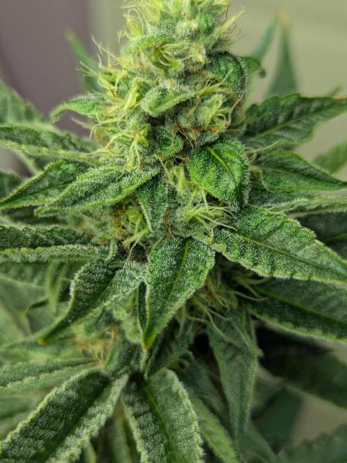 Cartier crops / Dj short Blueberry. Week 12 - Small but dence???? 