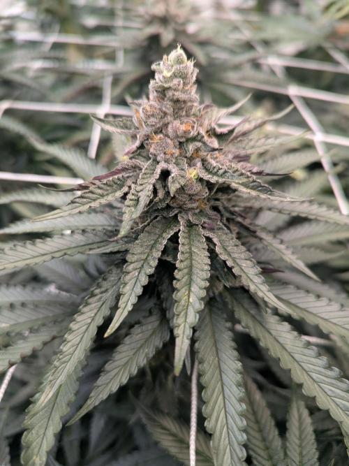 Soldier Fx3. Week 12