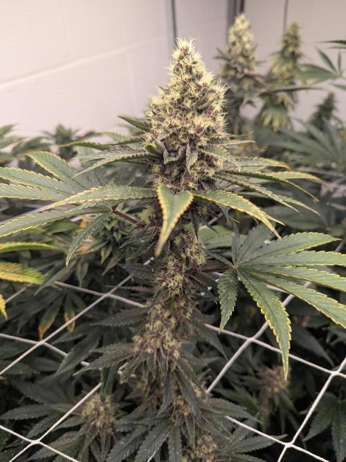 Last Boof. Week 12 - These are nice, starting to fade 