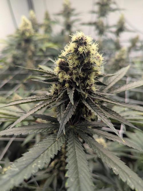 Last Boof. Week 12 - Getting there