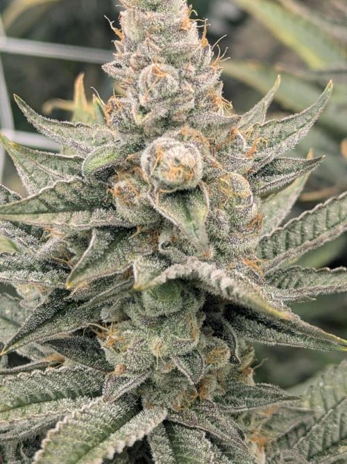 Cartier crops / Dj short Blueberry. Week 13 - Small but mighty 