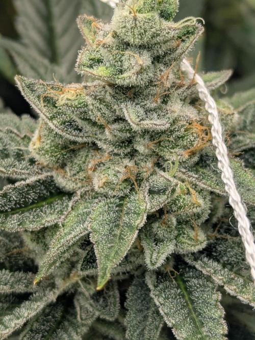 Cartier crops / Dj short Blueberry. Week 13 - They smell great looks like a low yield 