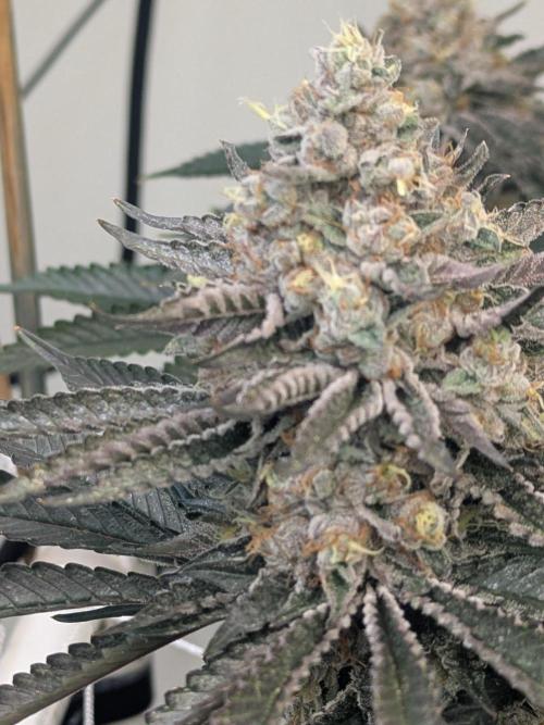 Soldier Fx3. Week 13 - Two will keep