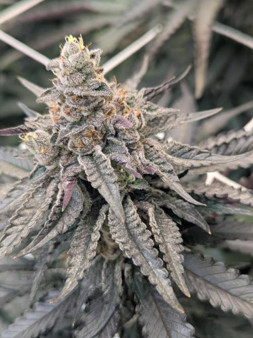 Soldier Fx3. Week 13 - Looks the part