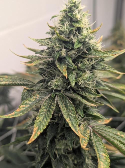 Choka-Cola x AJ Sour. Week 13 - Might be nice