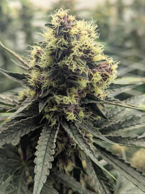 Last Boof. Week 13 - Not a lot of fuzz