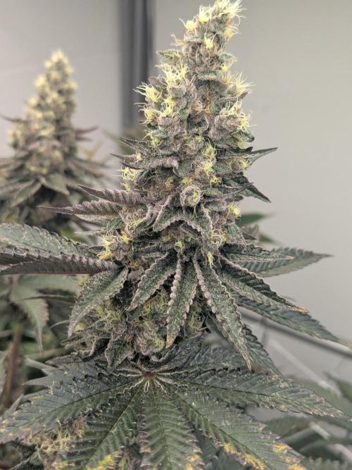 Last Boof. Week 13 - Big ol donkey dicks