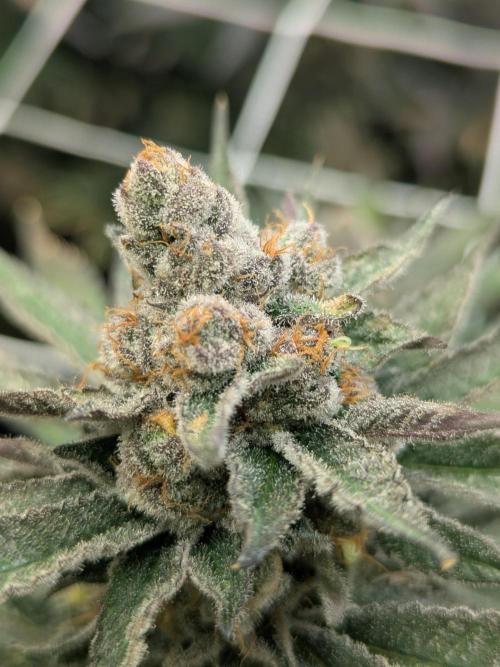 Cartier crops / Dj short Blueberry. Week 13 - Frosty