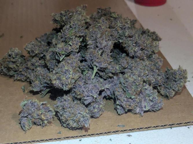 Last Boof. Week 14 - Purple