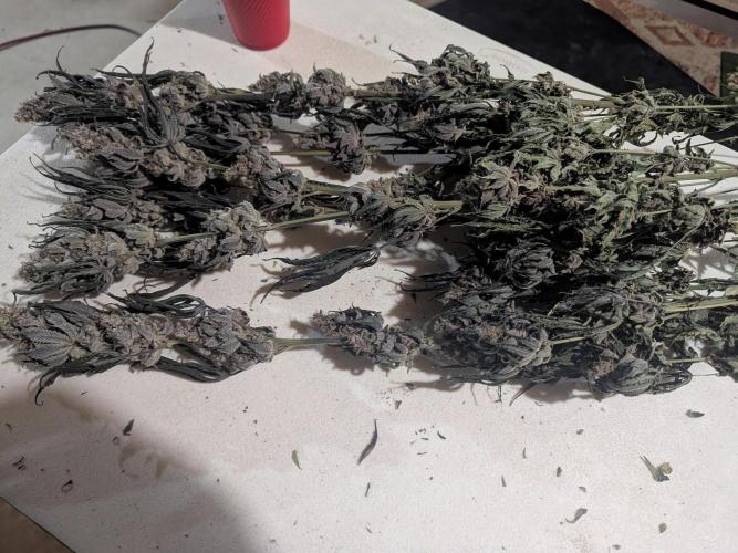 Last Boof. Week 14 - On the stick