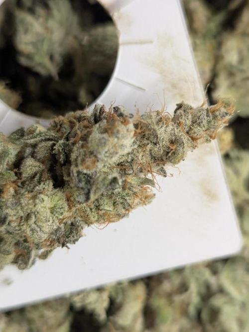 Cartier crops / Dj short Blueberry. Week 14 - Smells so freaking good