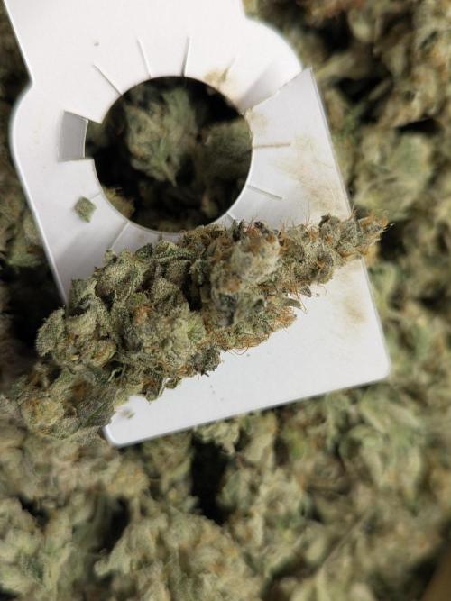 Cartier crops / Dj short Blueberry. Week 14 - Taste as good as it smells 