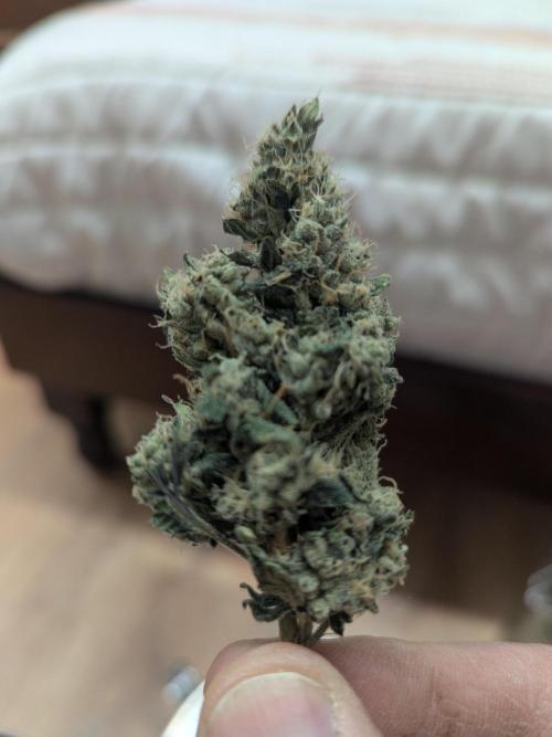 Choka-Cola x AJ Sour. Week 14