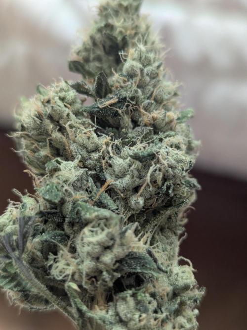 Choka-Cola x AJ Sour. Week 14