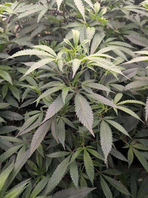 Northern lights # 5 clones. Week 5 - These are a bunch of auxiliary plants. I grew it out last cycle and the nose on 