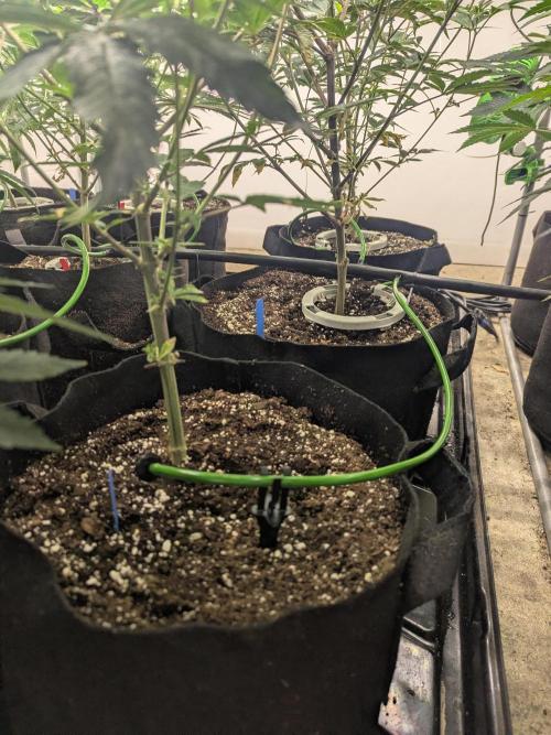 Northern lights # 5 clones. Week 5 - This is a janky built manifold setup