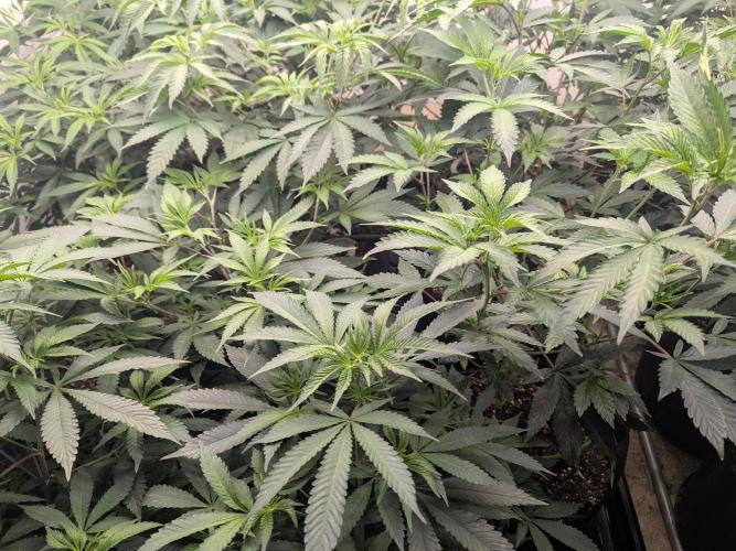 FX3 line clone. Week 5 - Jungle time 