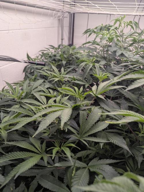 Northern lights # 5 clones. Week 6 - Fucking jungle time