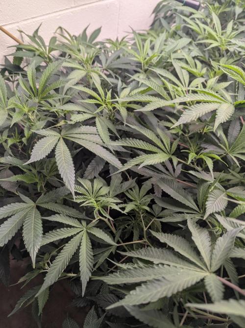 Northern lights # 5 clones. Week 6 - Somebody shoot me