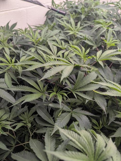 Northern lights # 5 clones. Week 6 - This is a lot of work for an old man