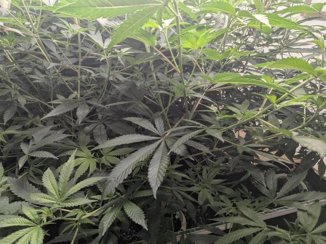 FX3 line clone. Week 6 - Jungle time 